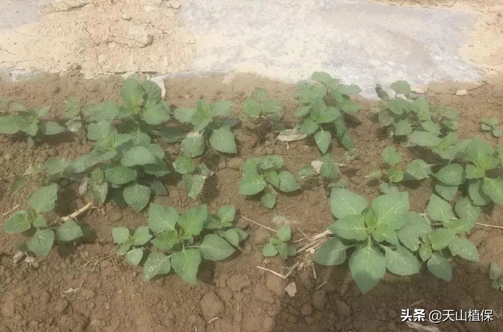 棉田除草剂对麦田出苗有影响吗,棉苗除草剂药害表现