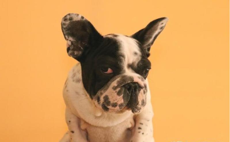 养法斗的10大忌,新手法斗怎么养