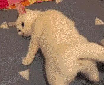 猫在啪啪啪的时候,也有快感吗?