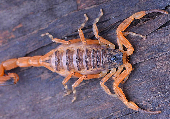 蝎子怎么排泄粪便,蝎子害怕尿吗