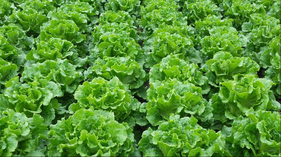 叶菜品类表,叶菜类一览表