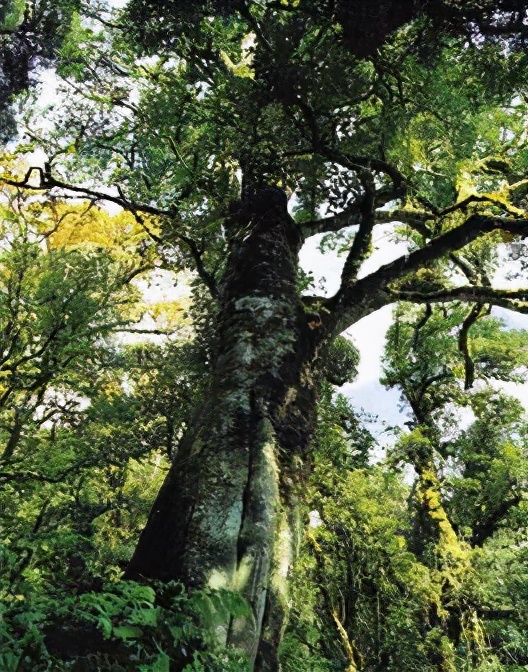 老班章普洱茶会苦吗,这才是真正的老班章普洱茶