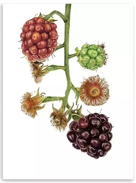 超写实绘画真实吗,超写实的植物绘画