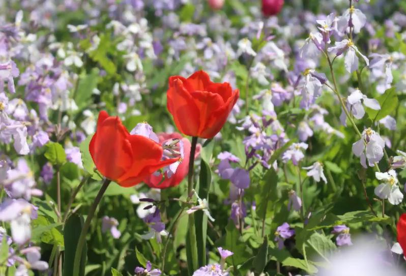 香雪海包含哪些景点,香雪海一日游