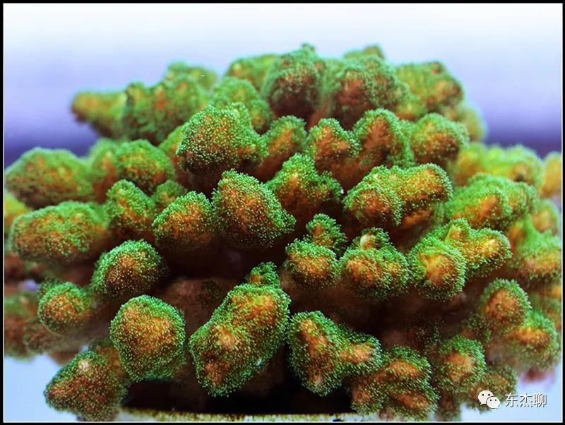 硬骨虫害,硬骨扁虫怎么消灭