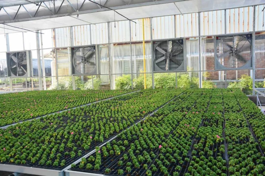 中农富玉大事记,中农富玉未来发展趋势