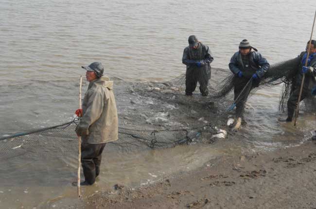 池塘养鱼常见九个问题及处理方法,池塘养鱼对水质的要求