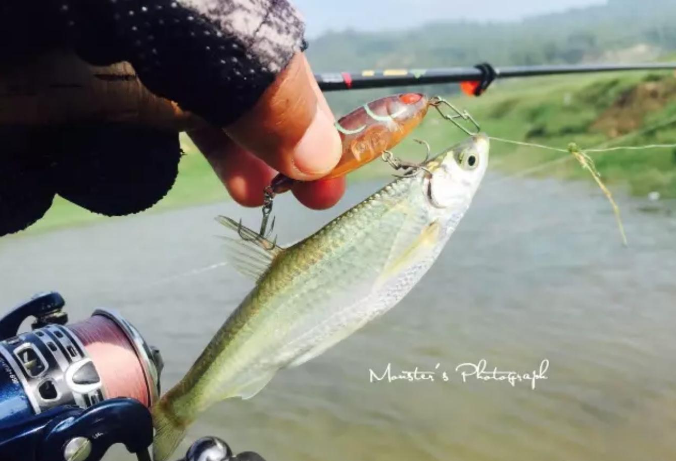 小浪底路亚翘嘴用什么饵最佳,小浪底路亚翘嘴咋选位置