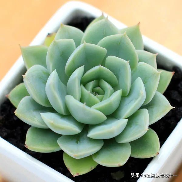 多肉月光和月亮仙子区别,多肉月光美人缀化