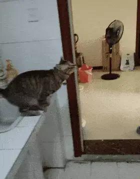 猫咪为什么爱跑步呢,猫咪那么可爱为什么喜欢玩蛇