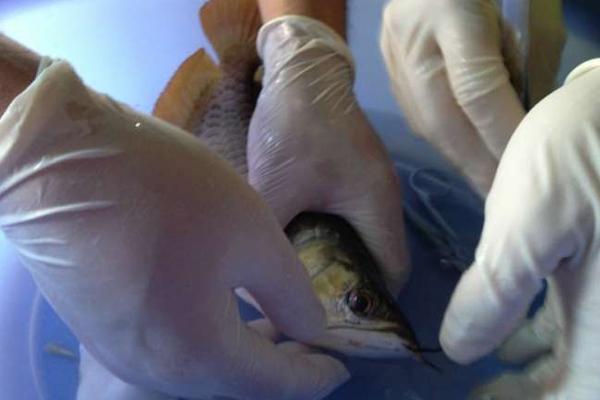 龙鱼为什么不能盐水养龙,养龙龟的常识