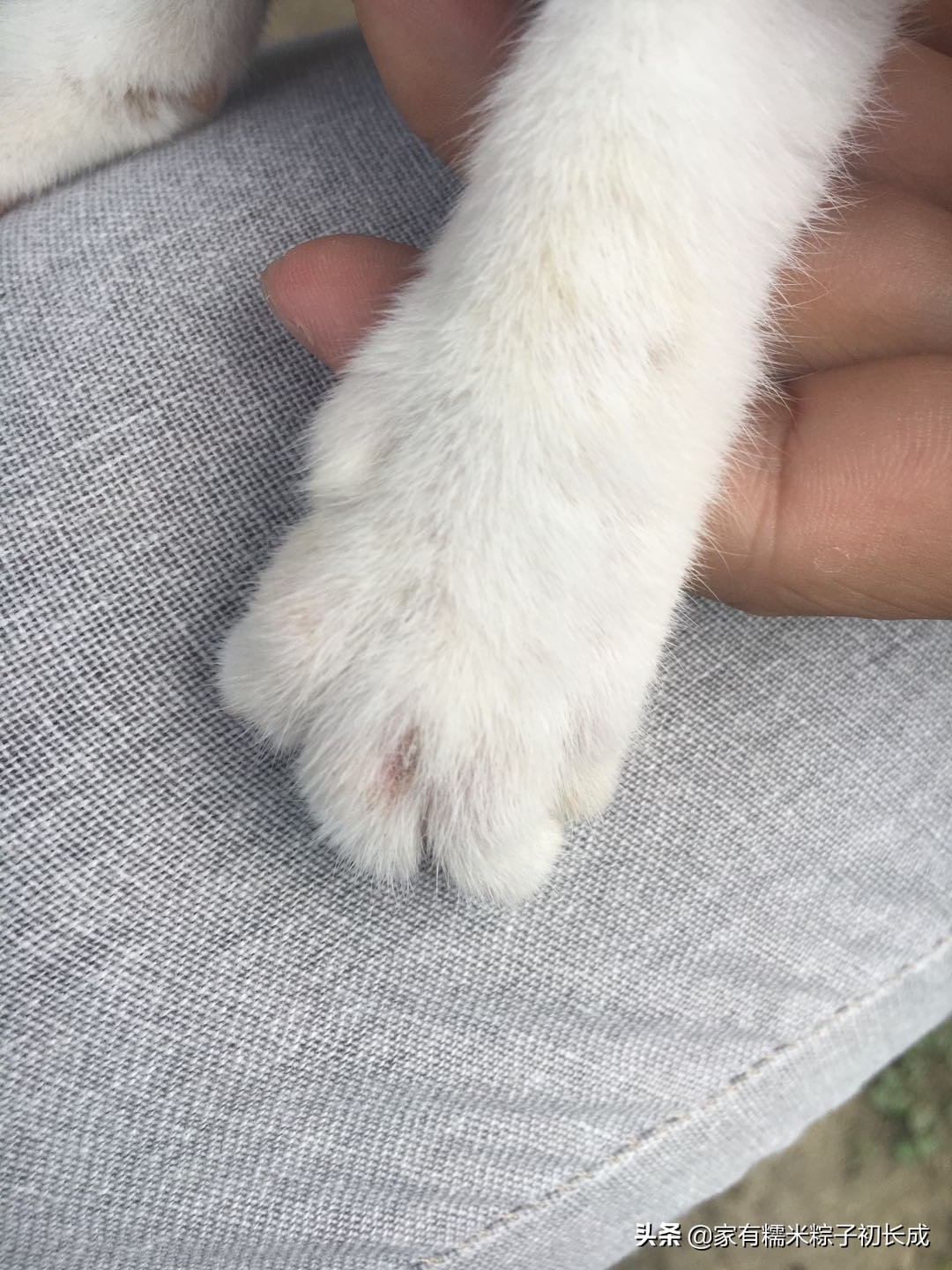 猫咪治病真实案例,猫咪治病真实记录