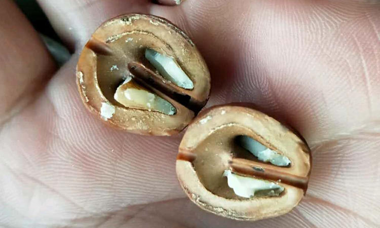 开口笑核桃是拼接的吗,原色元宝开口笑核桃