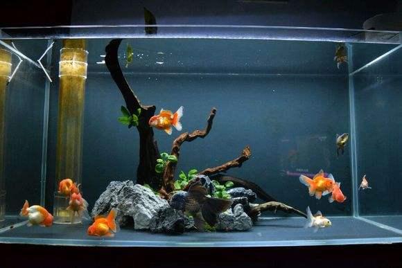 养小型观赏鱼用什么样的滤材好,鱼缸各种滤材的名称和作用