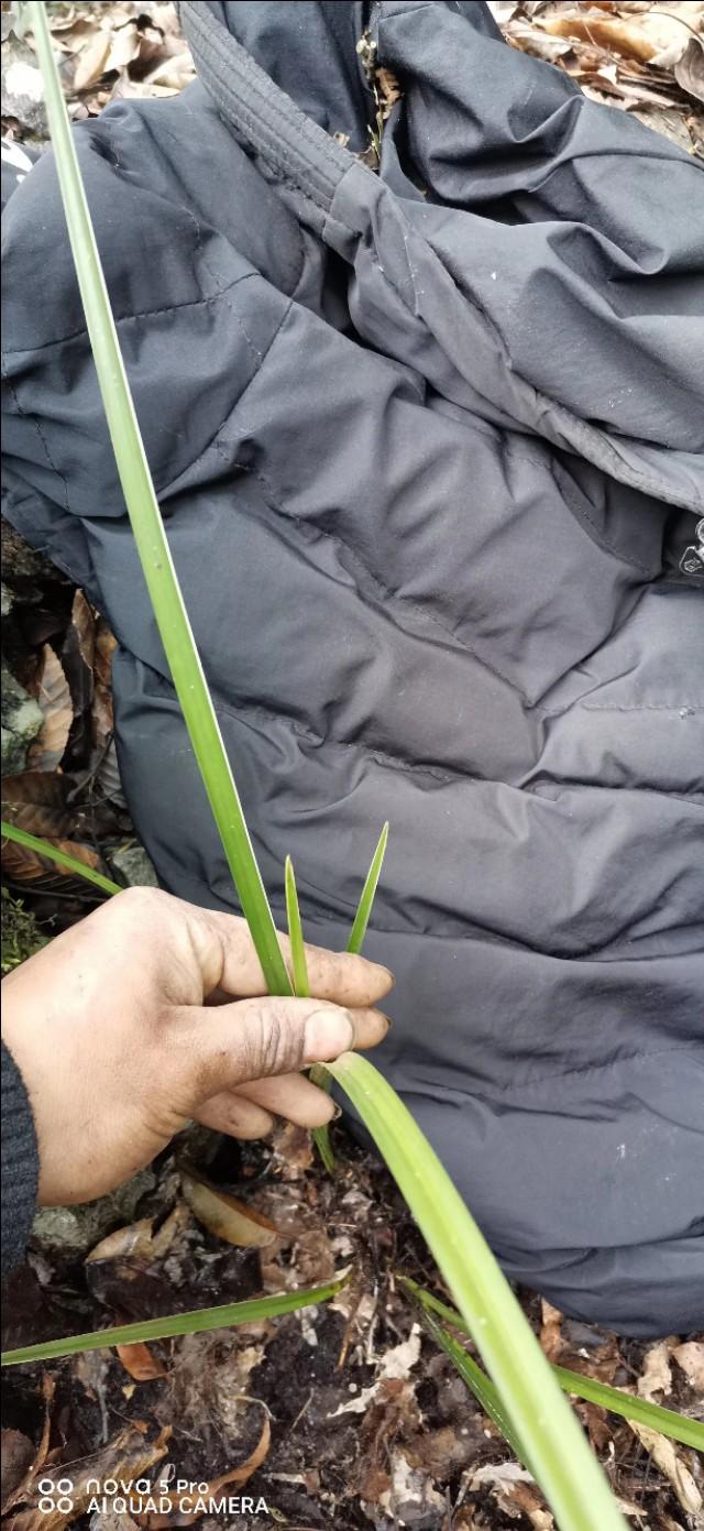 艺草兰花图片及价格,如何判断兰花艺草值多少钱