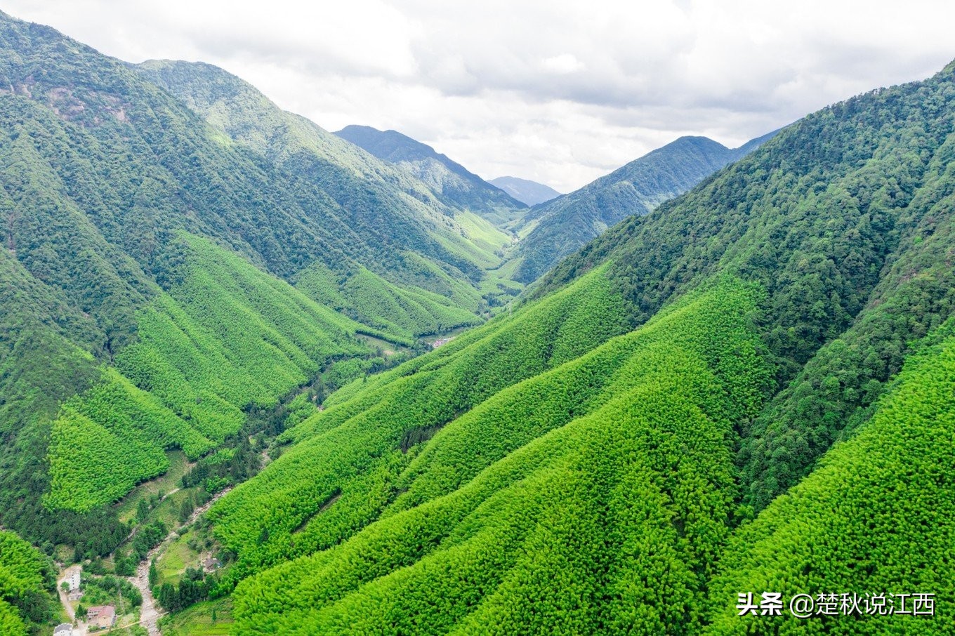 江西武陵红茶,江西最好的红茶