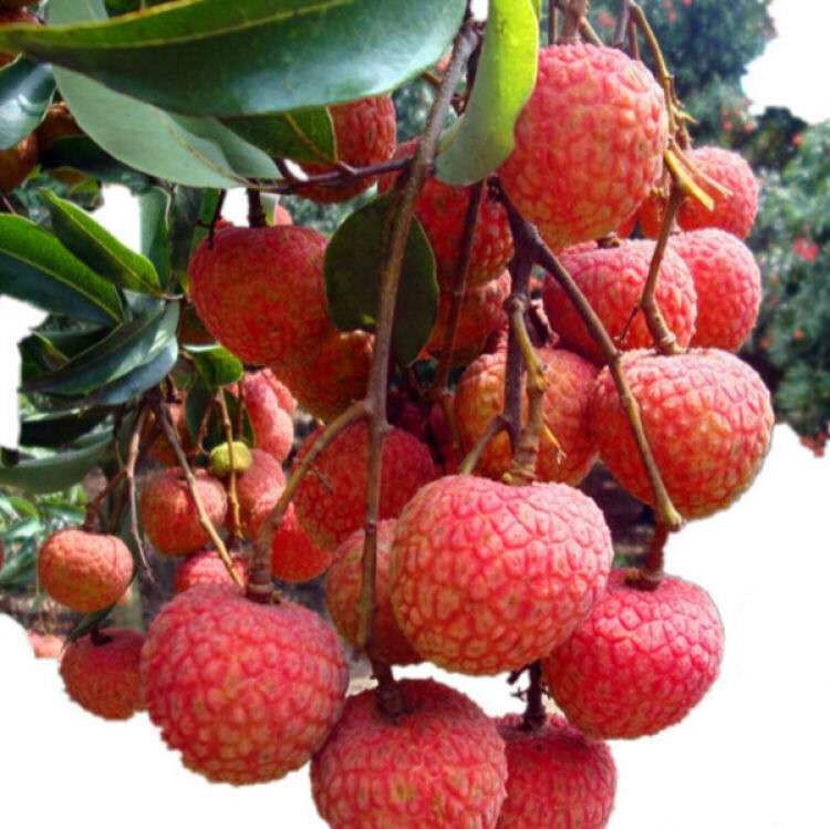 中国荔枝看茂名，茂名荔枝看高州