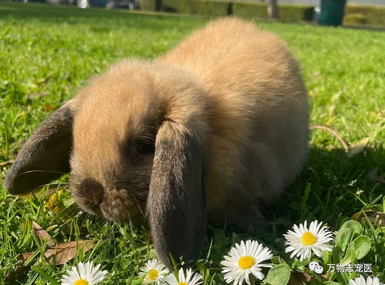 兔子不止爱吃胡萝卜,兔子有只眼睛看不见黑瞳都是白的
