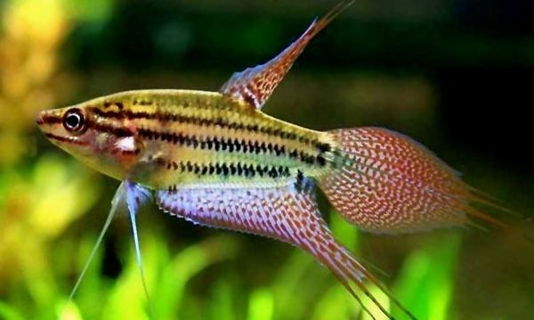 小型观赏鱼不用加热的都有什么鱼,小型观赏鱼小鱼苗