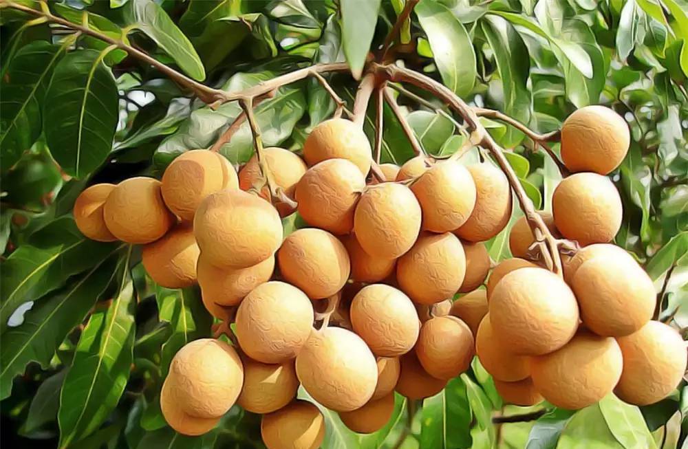 龙眼健身作用是什么,龙眼养生保健