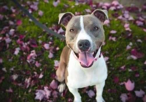 犬黄疸病怎么治疗,犬黄疸肝炎的症状及表现