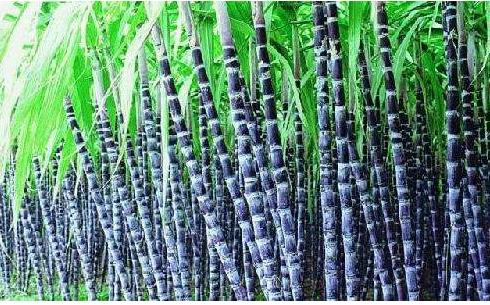 四川青皮甘蔗种植技术视频,四川种什么甘蔗最好产量又高