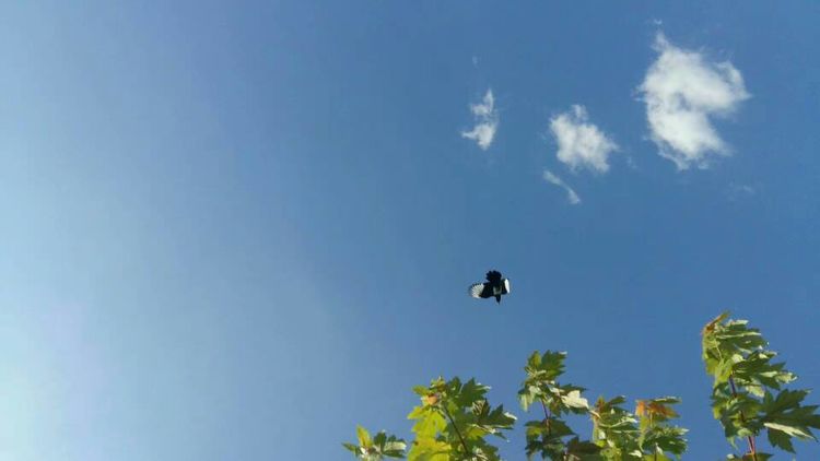 学乒乓球的书,乒乓球王新文