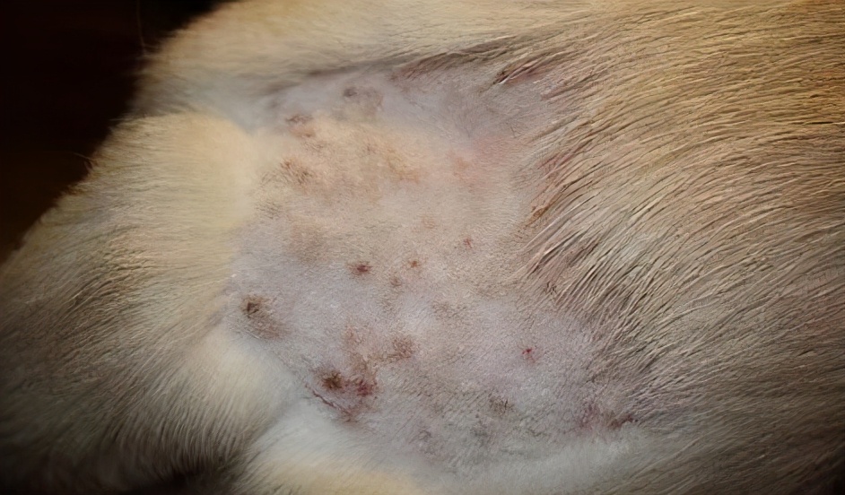 狗狗常见的病怎么预防,狗狗生病了怎么预防