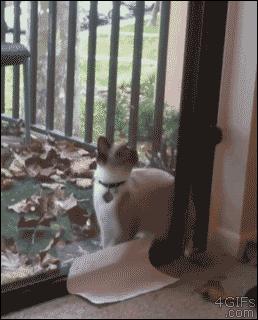 只需一个容器,你就能收获一滩“液体猫”