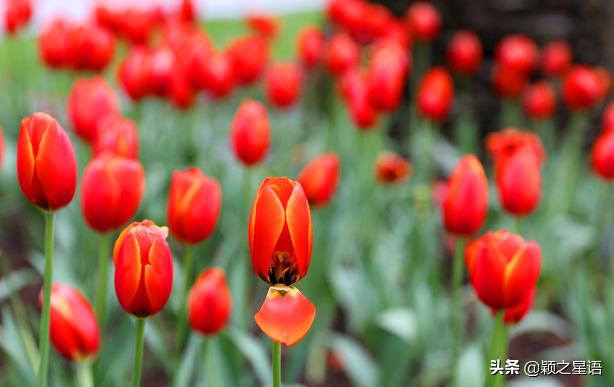 郁金香鲜花香味,郁金香鲜花诗情画意