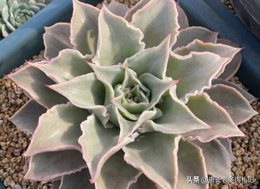 多肉饺子皮夏天,多肉饺子皮该如何养护