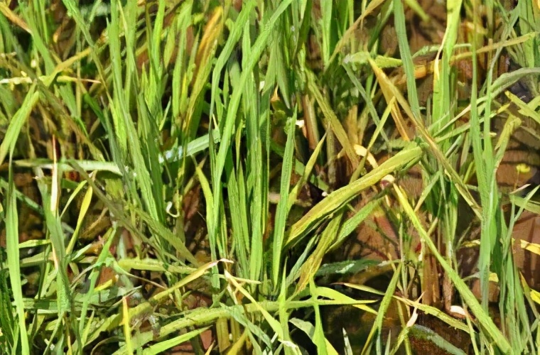 水稻赤枯病药剂防治,盐碱地水稻经常得赤枯病