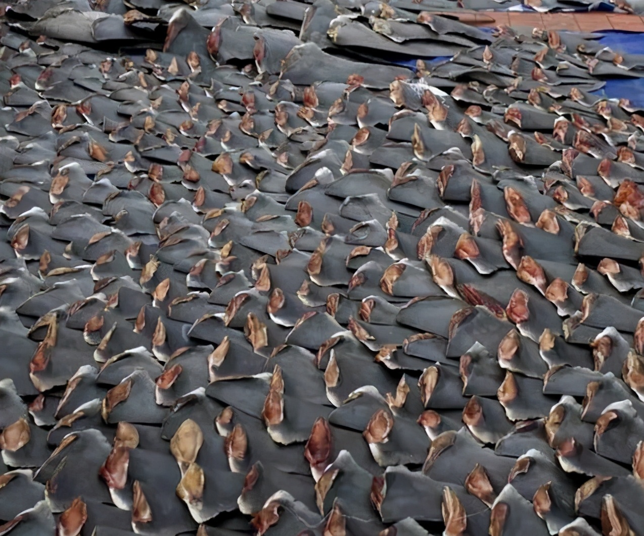 明朝皇帝为什么让郑和下西洋,明朝时郑和带来的食物