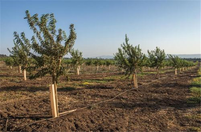 杏仁的种植方法和管理,杏仁种植的方法