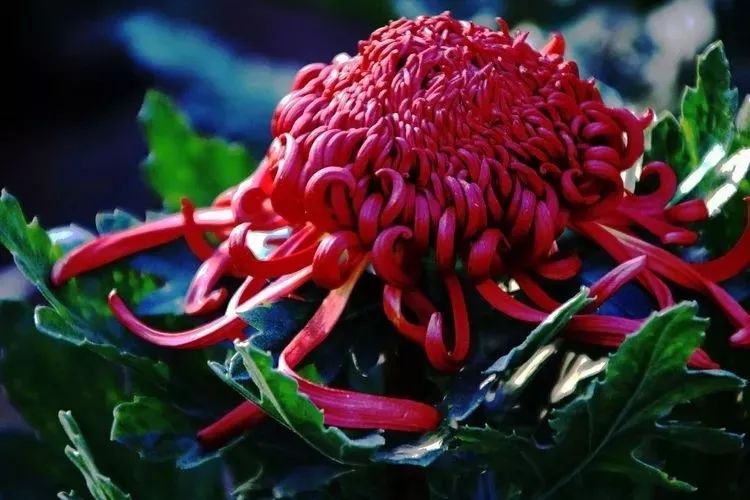 花中四君子菊花国画用笔,花中四君子菊花高清图片