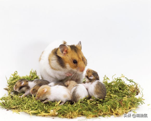 仓鼠怀孕注意事项和禁忌,仓鼠怀孕后一定要分开养吗