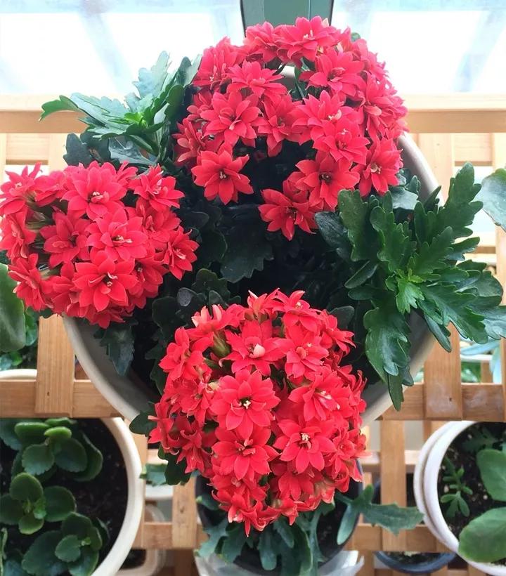 长寿花，寓意好、开花漂亮，花期长，品种多达300个