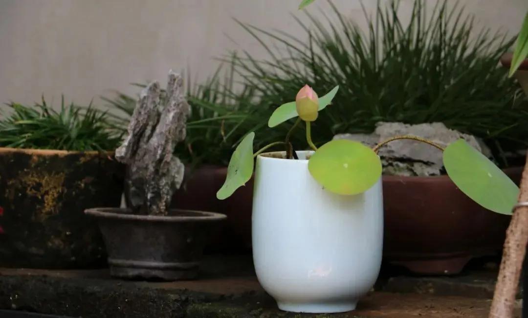 碗莲跟睡莲哪个适合鱼缸养鱼,睡莲和碗莲哪个适合在水缸养