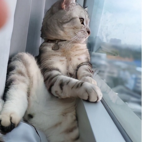 猫咪发情了怎么办?做好这几点,你也是个专业的铲屎官