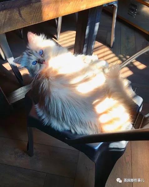 老佛爷的猫继承多少遗产,老佛爷去世后财产留给了一只猫