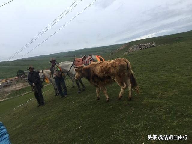 7月的青海湖自驾风景,青海湖大环线旅游攻略青海