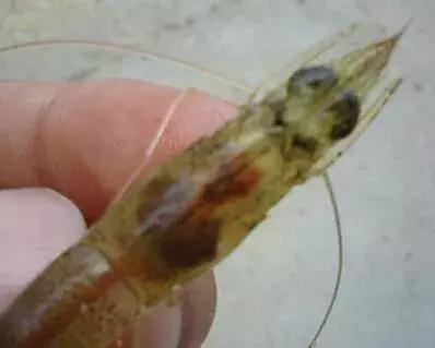 对虾肝脏问题发生原因,对虾前期黑肝的原因