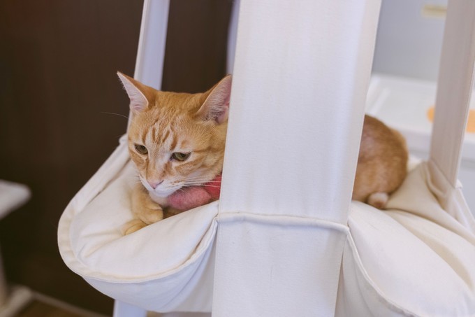 伏见稻荷大社怎么去清水寺,伏见稻荷大社到清水寺远吗