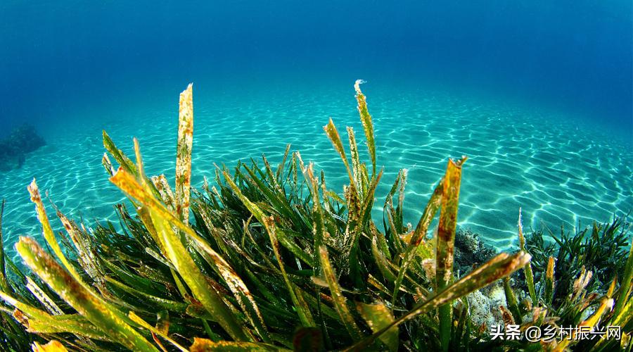 昆虫薯片,昆虫零食香辣