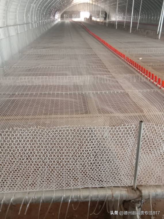 青脚麻鸡的饲养管理和生产性能,青脚麻鸡饲养流程