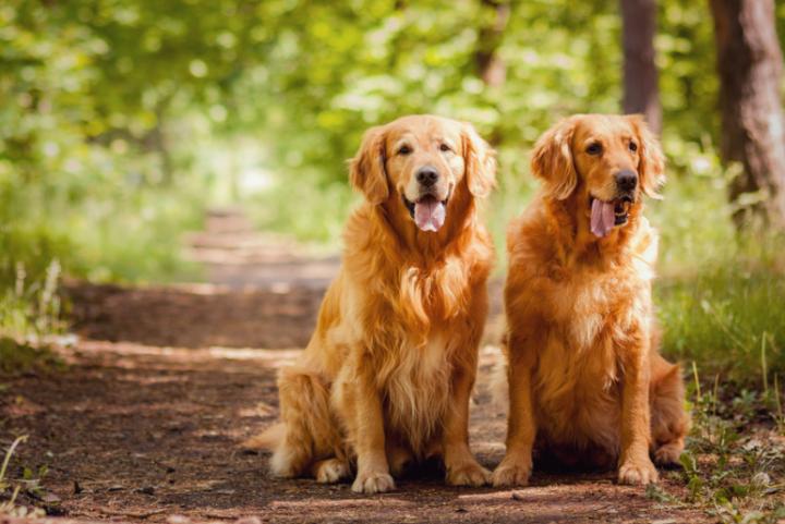 金毛发情期注意事项,金毛发情期是几个月