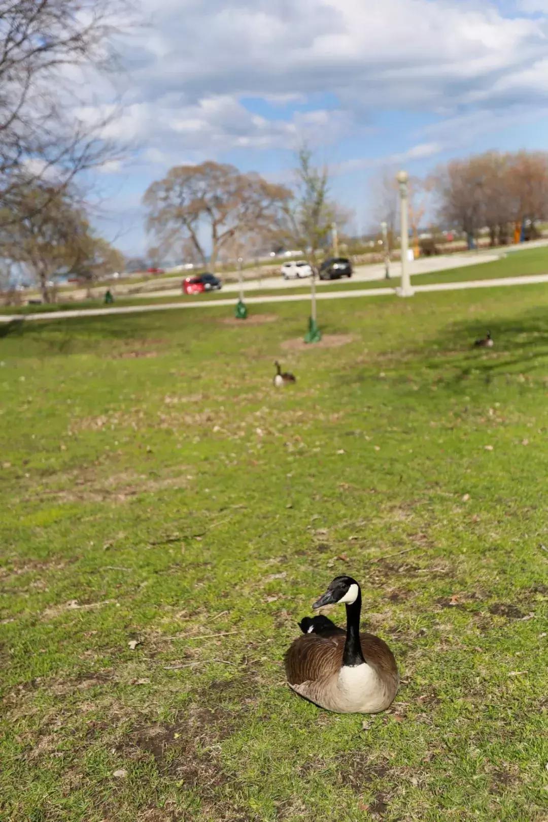 TinyTRIPS｜过期游记六：大哥谭-Chicago芝加哥