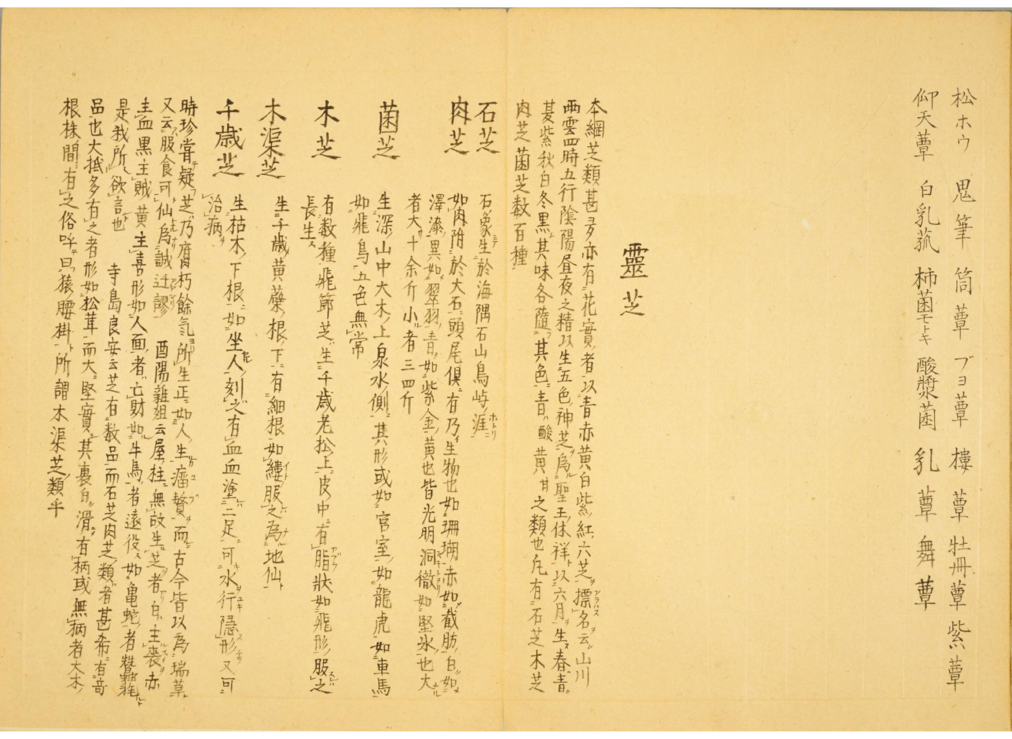 各种多彩菌图片大全,意式野菌图片大全