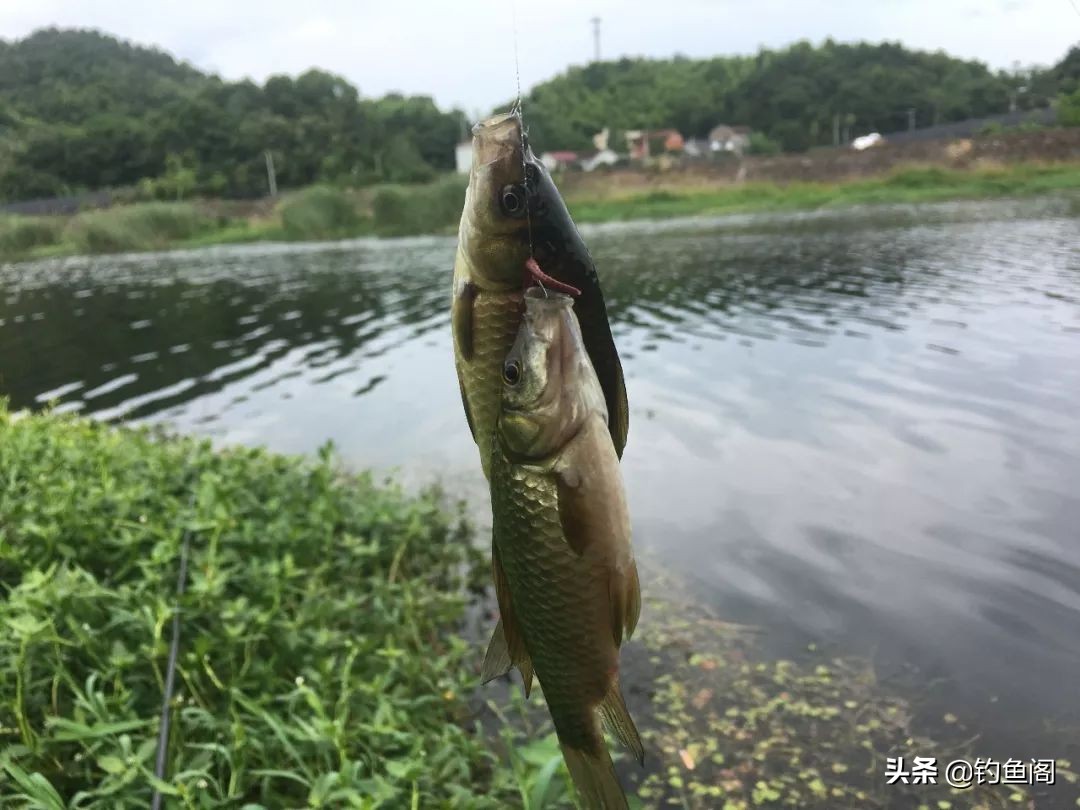野钓单钩守大鱼子线多长合适,单钩通线怎么钓大鱼