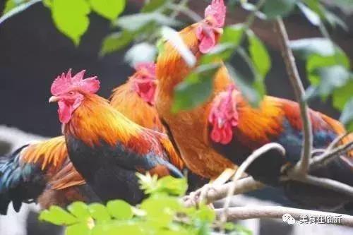 临沂只卖炒鸡的店,临沂哪里有炒鸡最正宗的店